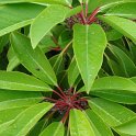 Daphniphyllum macropodum feuille